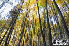 ��ľ����ľ�����ʲô