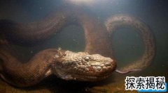 ����ѷɭ��