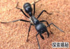 ��ը���ϣ�ʮ�������͵����Ͻ���