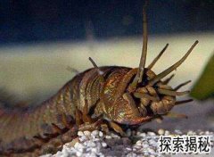 ���س棬�����س����