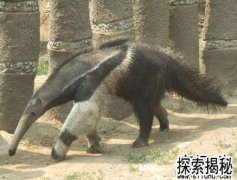 ����ʳ���ޣ�����ʳ�����ж��