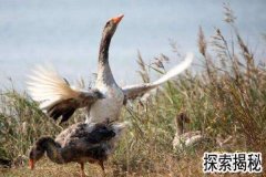 �������������Ƭ�����