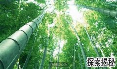 �����������ٶ�����ֲ��Ϊʲô�������������ٶ�����ֲ��,Ϊʲô���ܳ���ô�죿