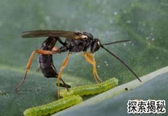 ��ʬë�棬��ʬë�棺�����޼���׳���ƿ���