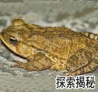 ���ͼƬ�������ʲô���ӵġ�����ͼƬ