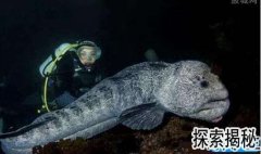 �������������Ժ�������������ʲô���ӣ�